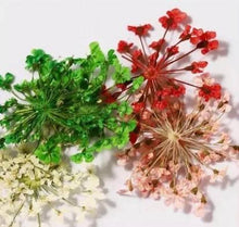 Charger l'image dans la galerie, Fleurs séchées pour Décoration Ongles - Beauty Passion